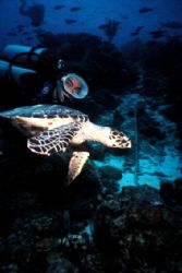 Hawksbill in Something Special Reef, Bonaire. Slide shot. by Erich Reboucas 